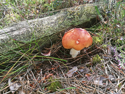 白色的大russule。