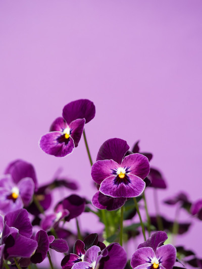中提琴花
