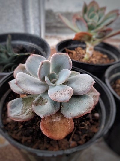 仙人掌花