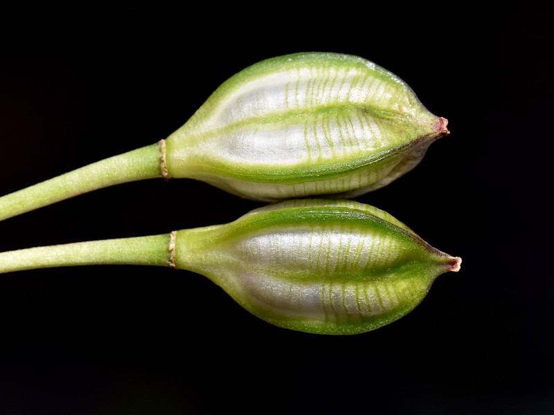 野生郁金香种子蒴果