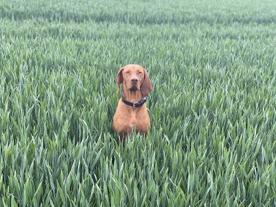 匈牙利Vizsla工作犬