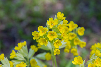 樱草(Primula veris)