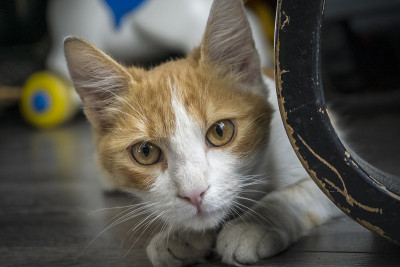 橙色的猫正在躲藏和准备攻击