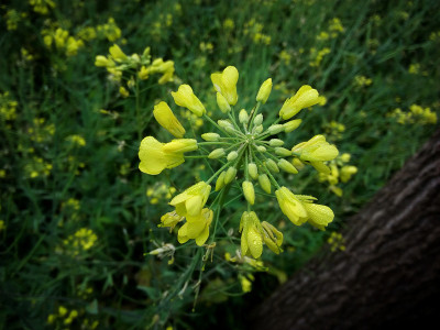 花