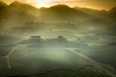 雾濛濛的早晨，在墨洲高地的绿茶山上