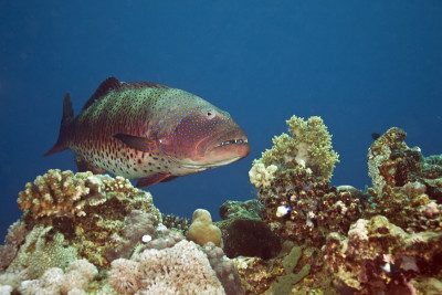 coralgrouper