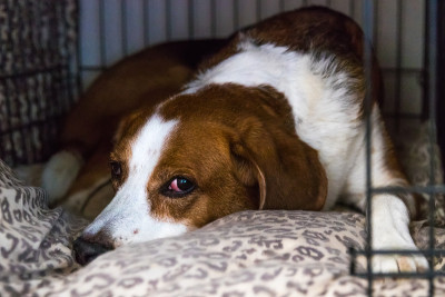 疲惫的小猎犬混合躺在床上。