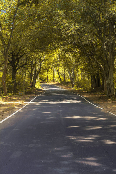 穿过森林的乡村公路