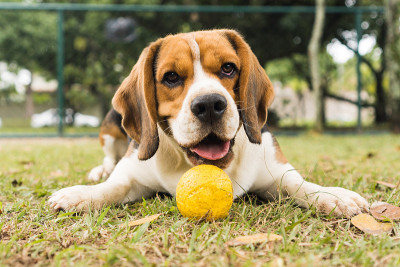 小猎犬在公园里玩得很开心。有选择性的重点