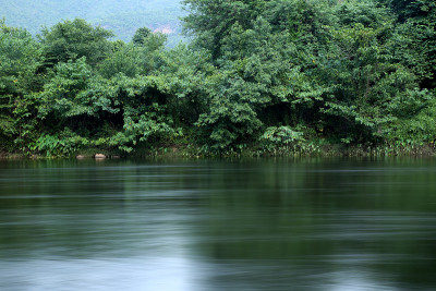 河流与树木在森林背景的运动