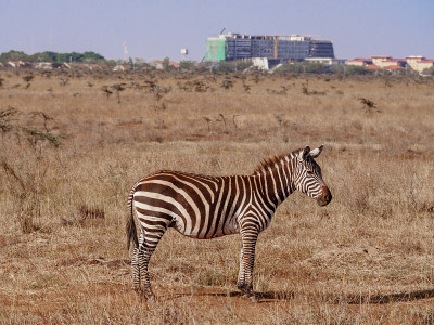 zebra with city skyline in background