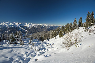 全景下的雪覆盖山谷在高山山脉与针叶松树