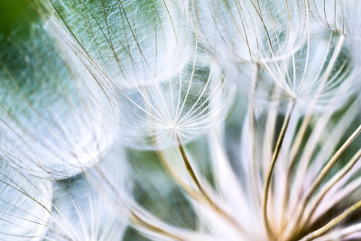 这就是我的企图Dandelion