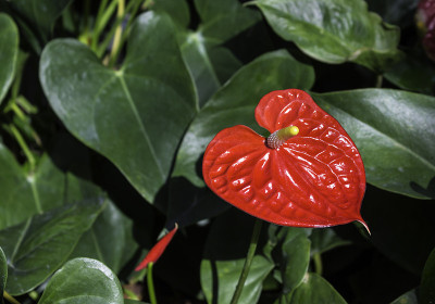 肉穗花序