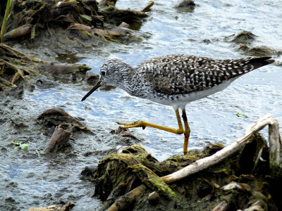 小黄腿(Tringa flavipes)