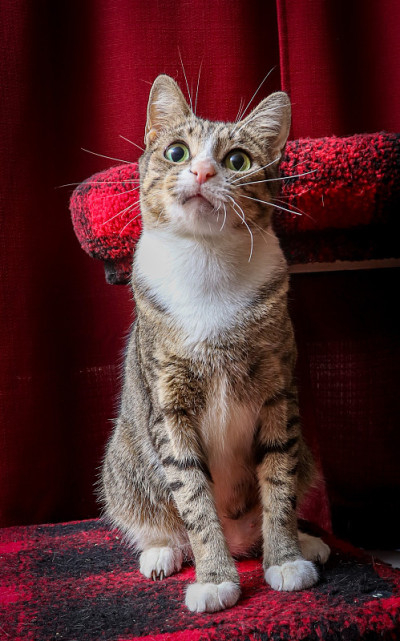 活泼的小猫