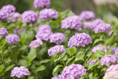 特写的花