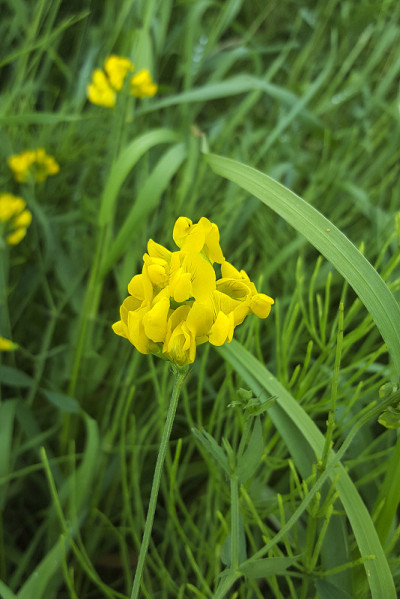 草甸连理草、花