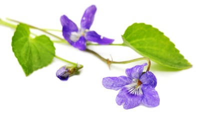 蓝紫的野花