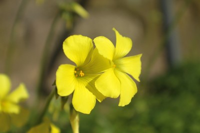 黄色的花