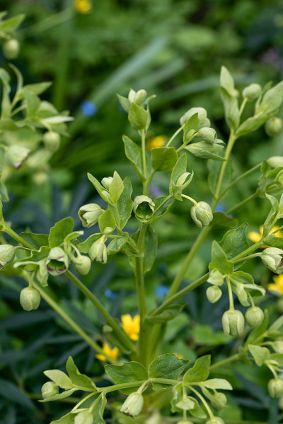 春天，Helleborus foetidus在花园里生长开花