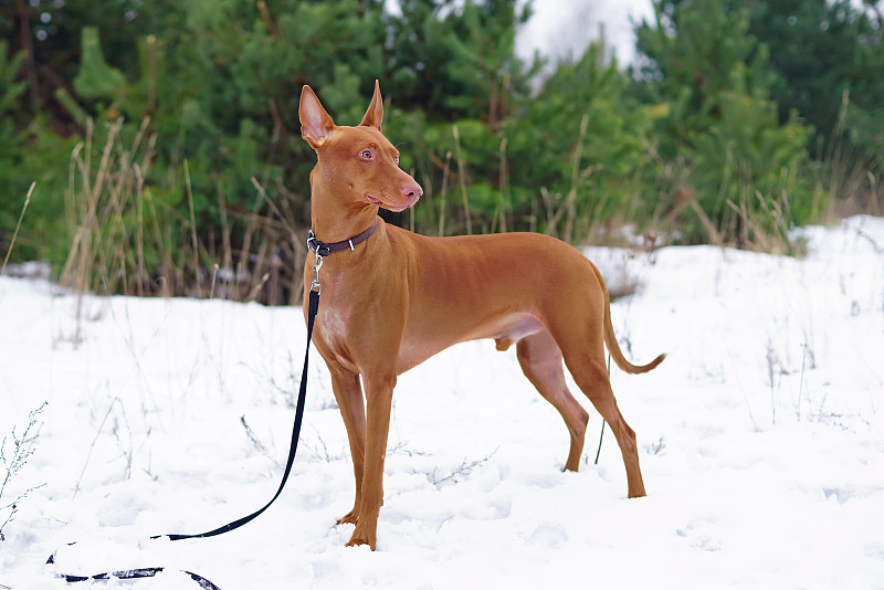 可爱的法老猎犬与一个皮革项圈呆在户外在冬天的雪