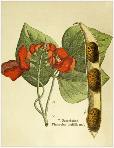 多花菜豆-摘自维多利亚风格的植物石版画册。1880 - 1889年,德国慕尼黑。