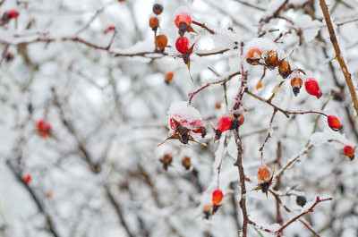 雪下的野玫瑰浆果
