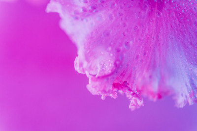 鲜艳的虹彩鸢尾花蕾