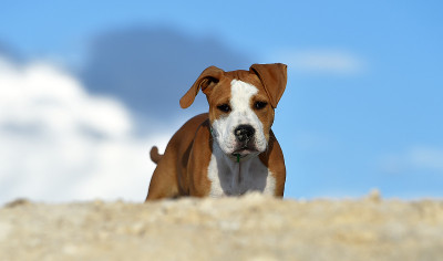 年轻的斗牛犬
