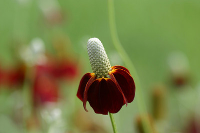 “草原松果菊”