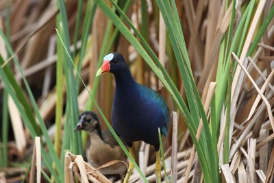 紫色Gallinule