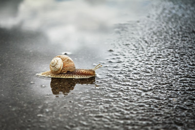 雨后蜗牛穿过潮湿的街道