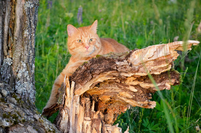 红猫正坐在一棵树上