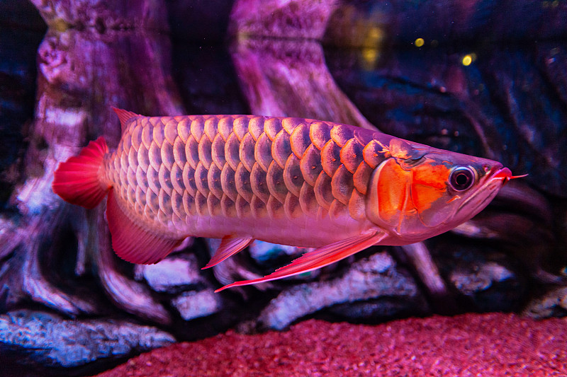 马来西亚红龙鱼在近距离观察水族馆