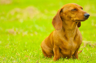 迷你腊肠犬休息