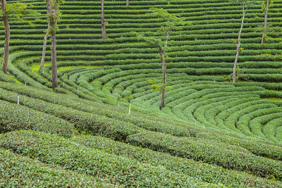 泰国的茶园。