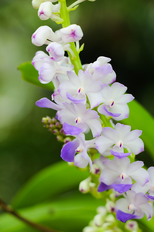 天门冬花，野生兰花