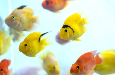 水族馆里的彩色血鹦鹉慈鲷鱼