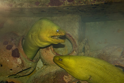 水族馆里的一对绿色海鳗