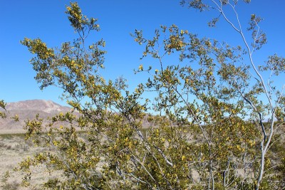 三齿Larrea tridentata -杂酚油灌木-约书亚树国家公园-平托盆地路- 121718 