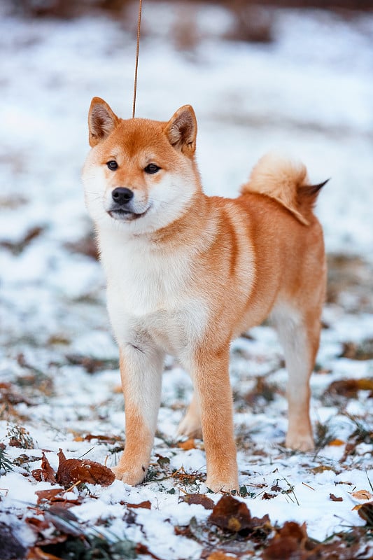 红发犬日本柴犬