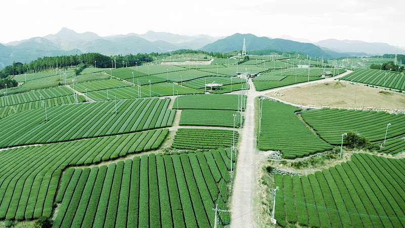 日本茶园。逐渐远离中角，鸟瞰广阔的茶园