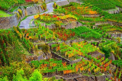 秋天在阿尔河谷葡萄种植区