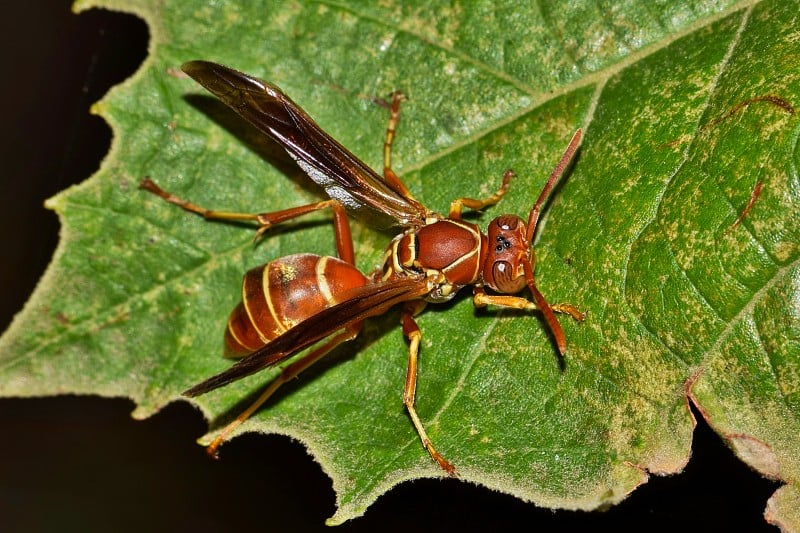 在德克萨斯州休斯顿的夜晚，纸黄蜂(Polistes fuscatus)落在树叶上。