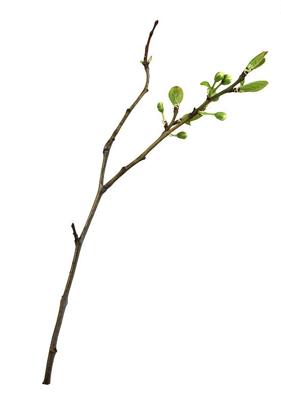 具小绿叶和花蕾的干嫩枝，孤立在白色上
