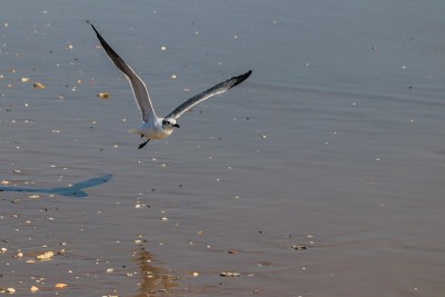 飞翔的海鸟