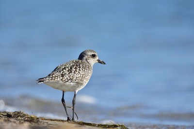 海滩上的灰鸻(Pluvialis squatarola)(冬季羽毛)