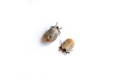 两只充血的黑腿鹿蜱