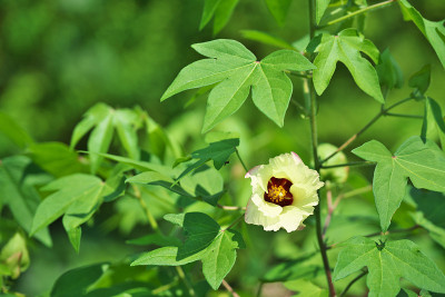 棉花种植